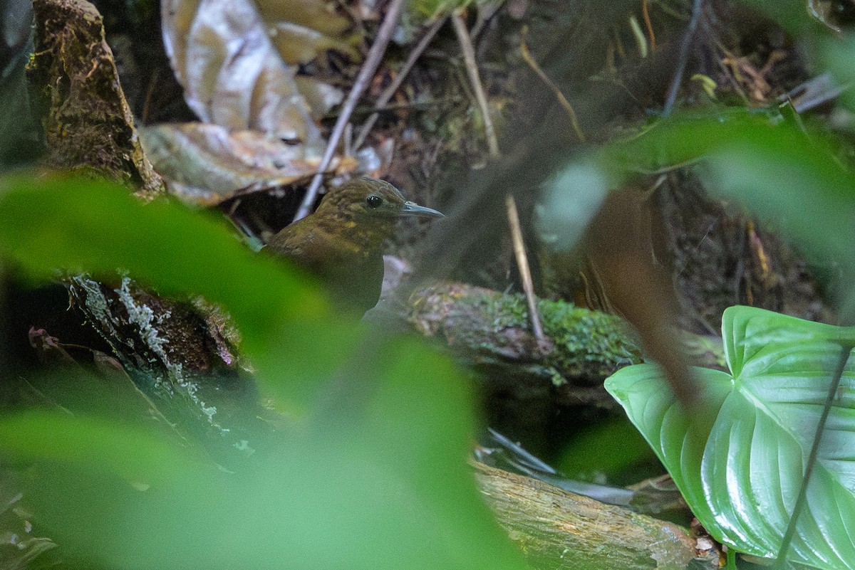 Short-billed Leaftosser - ML644700299