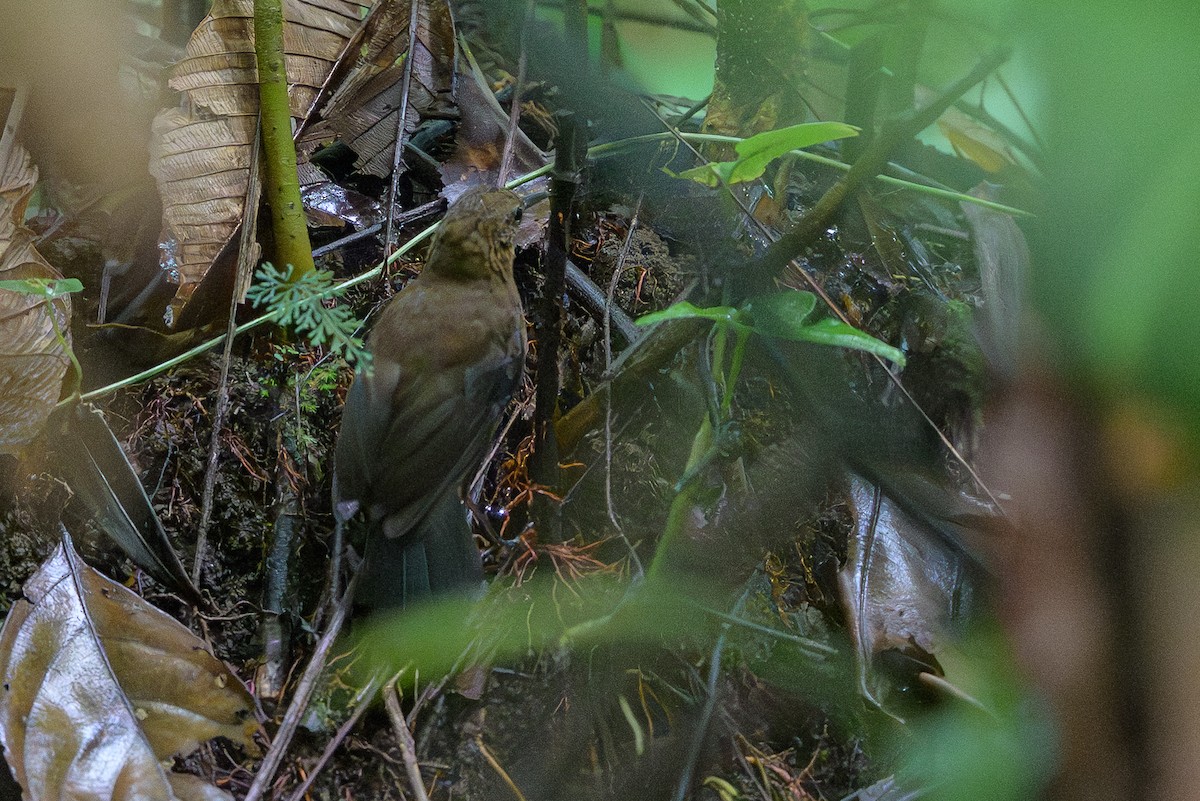 Short-billed Leaftosser - ML644700300