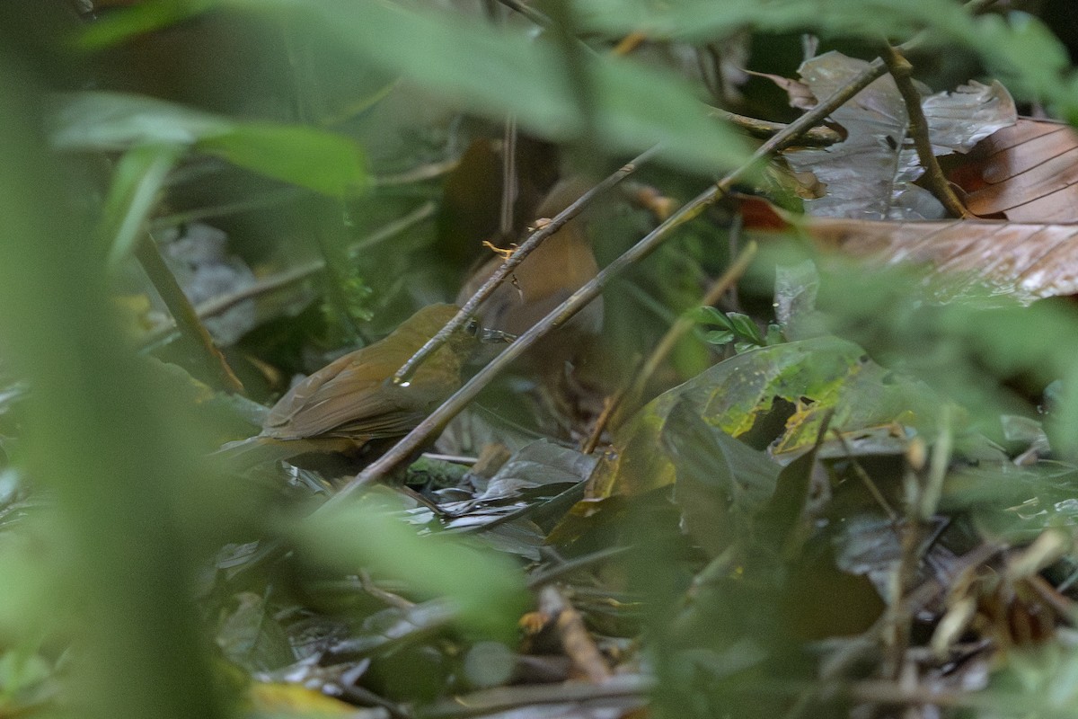Short-billed Leaftosser - ML644700301