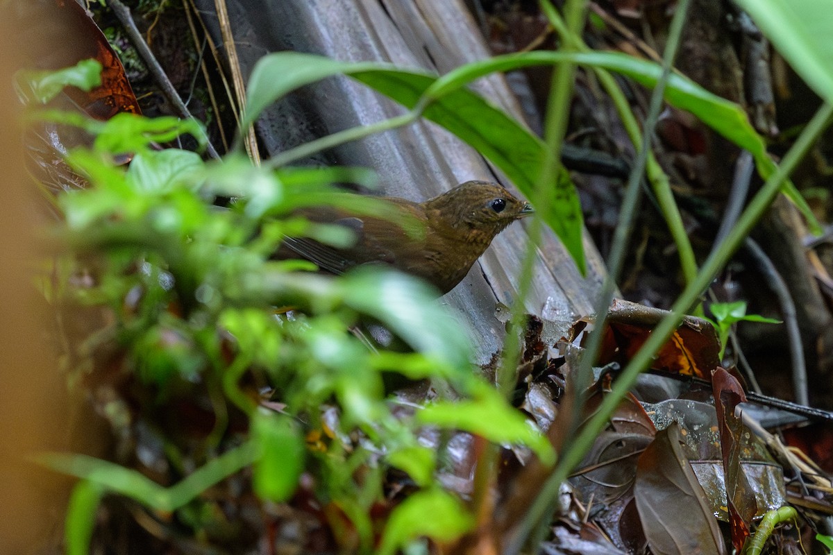 Short-billed Leaftosser - ML644700302
