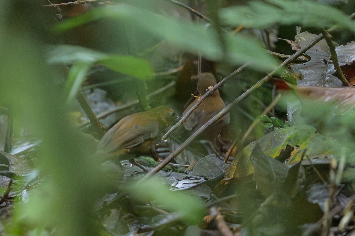 Short-billed Leaftosser - ML644700303