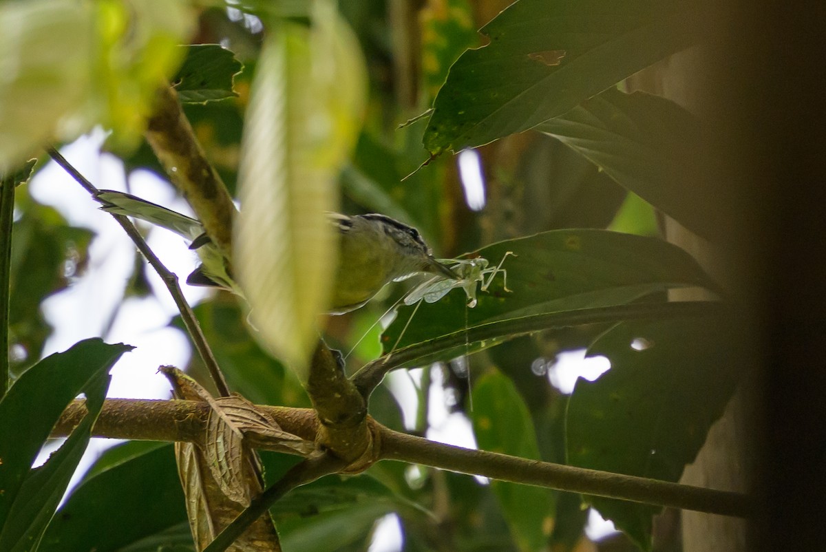 Rusty-winged Antwren - ML644700311