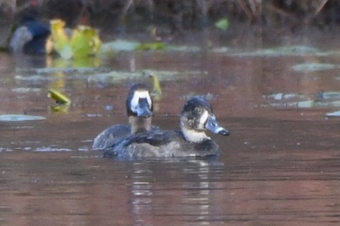 スズガモ - ML644700315