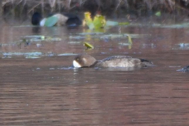 スズガモ - ML644700316