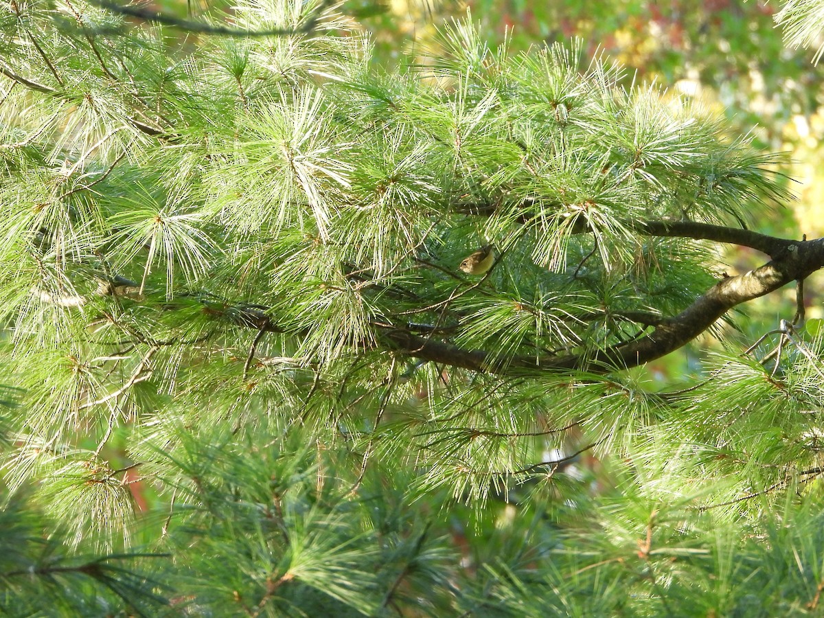 Ruby-crowned Kinglet - ML644700317