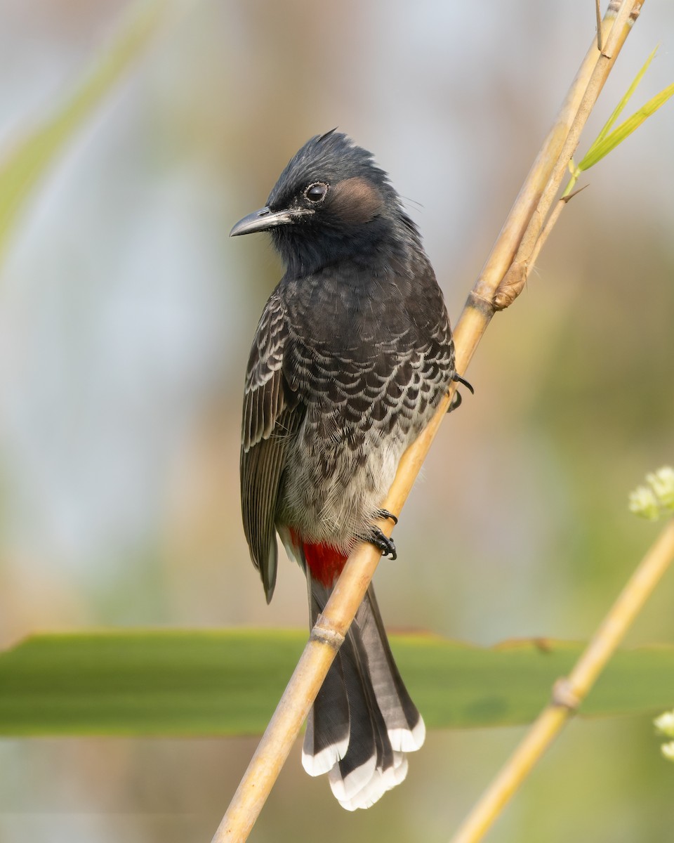 Bulbul ipurgorria - ML644700327