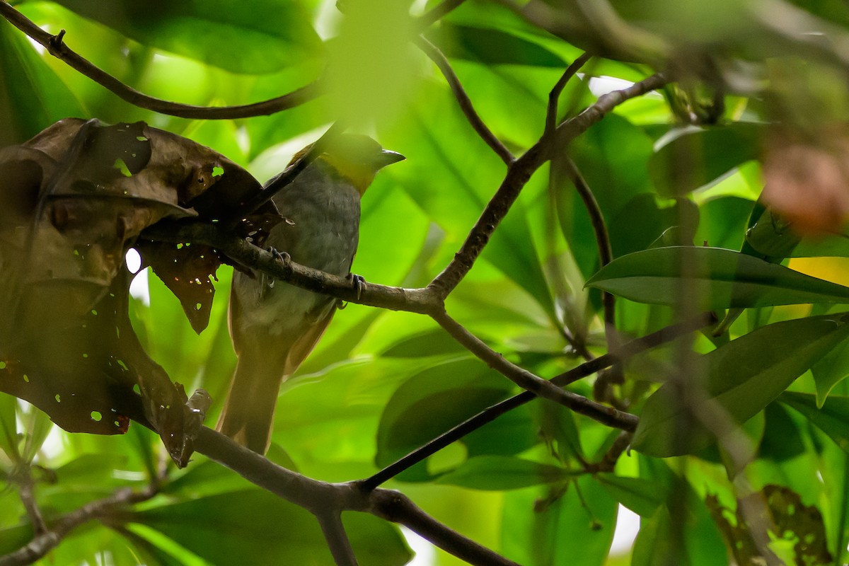 Yellow-throated Chlorospingus - ML644700329