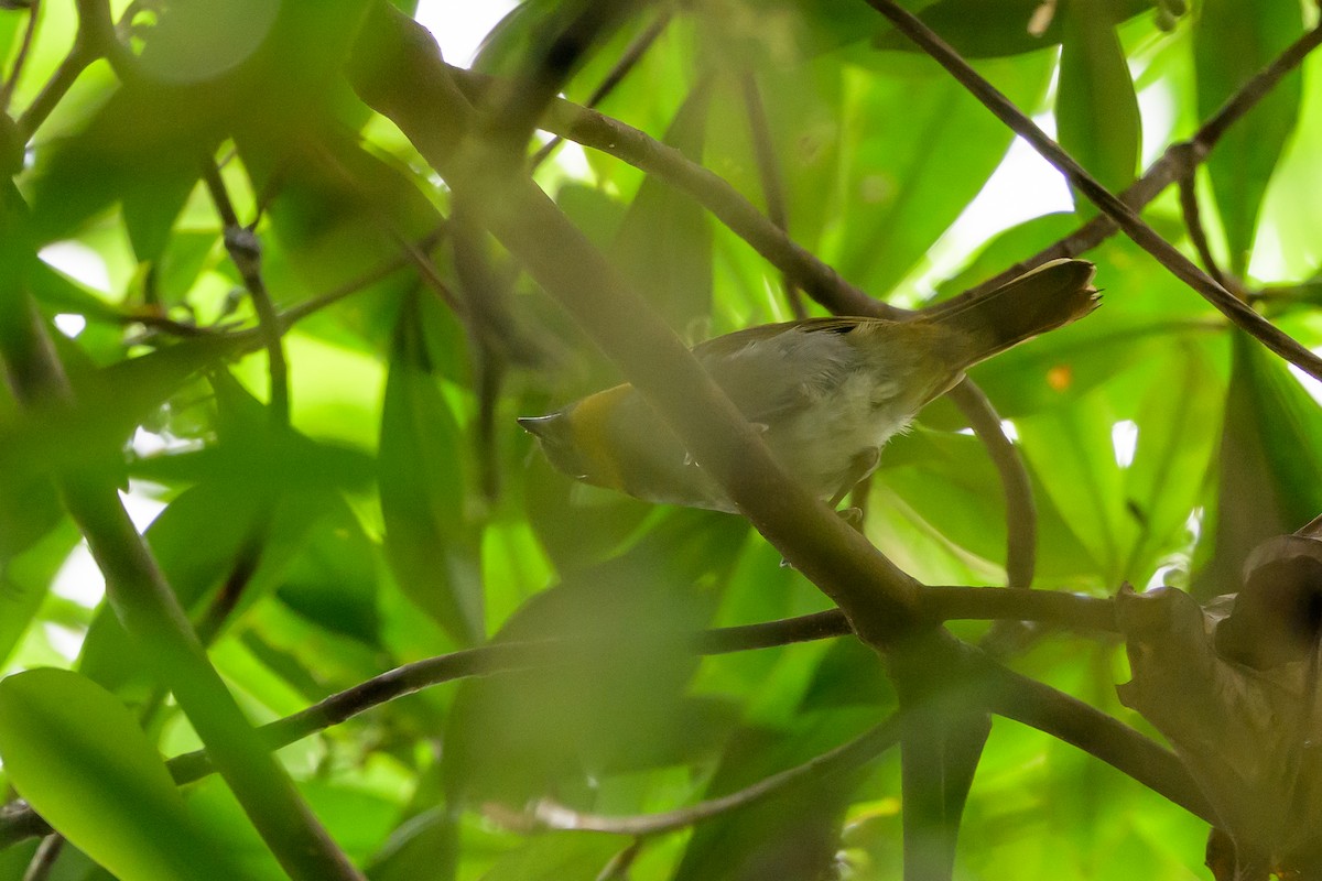 Yellow-throated Chlorospingus - ML644700330