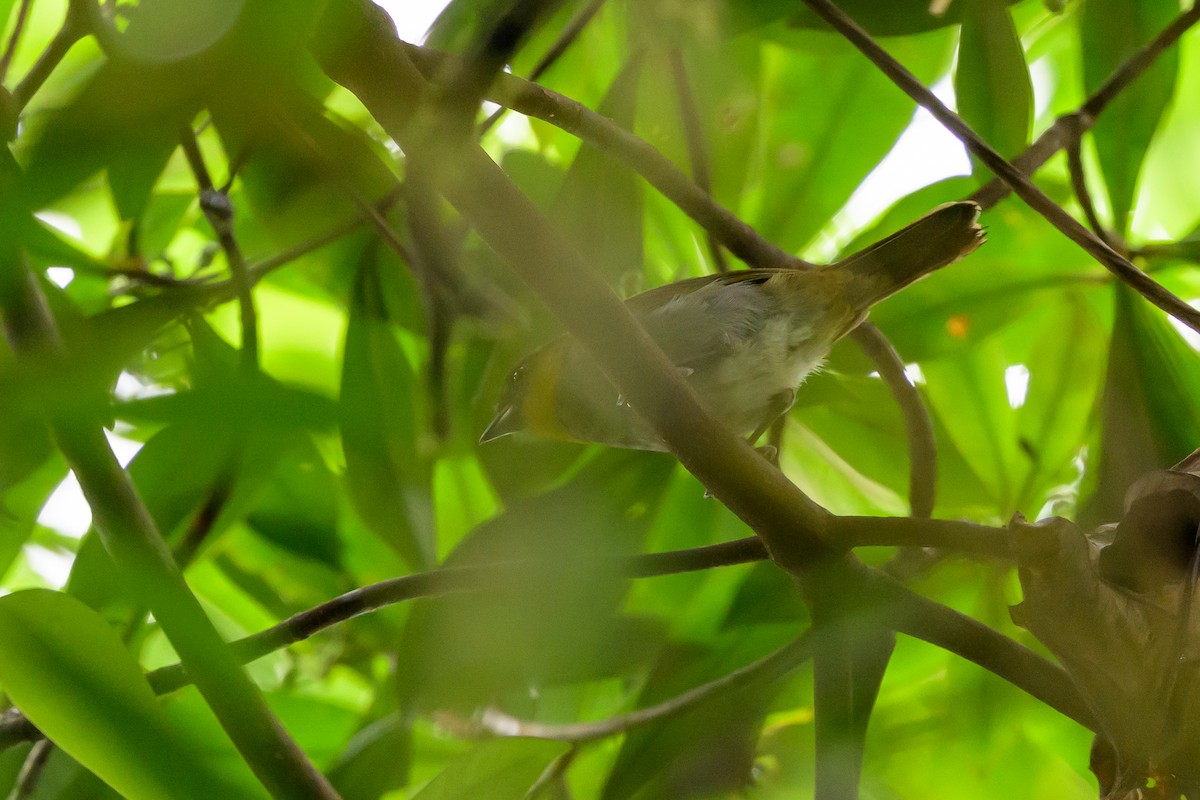 Yellow-throated Chlorospingus - ML644700331