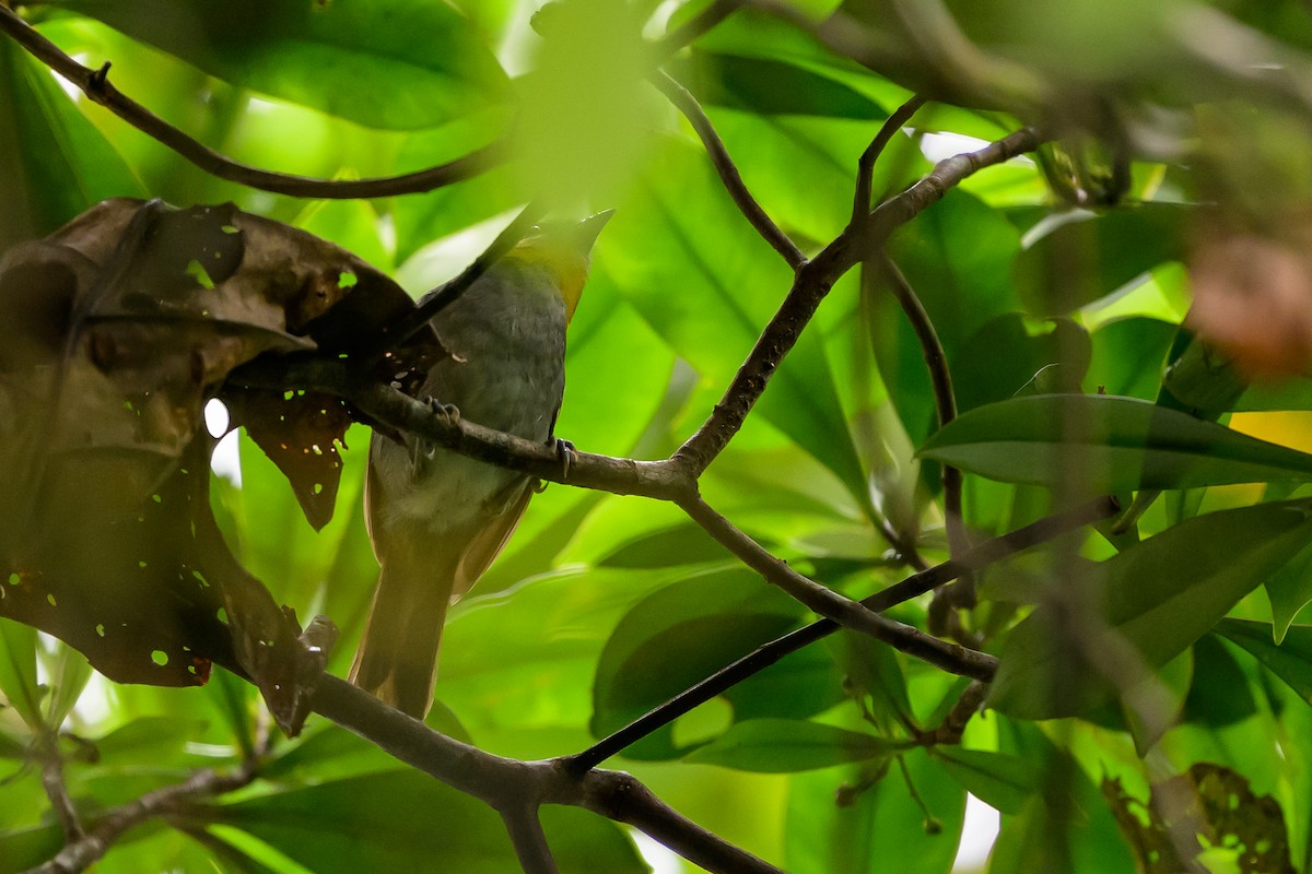 Yellow-throated Chlorospingus - ML644700332