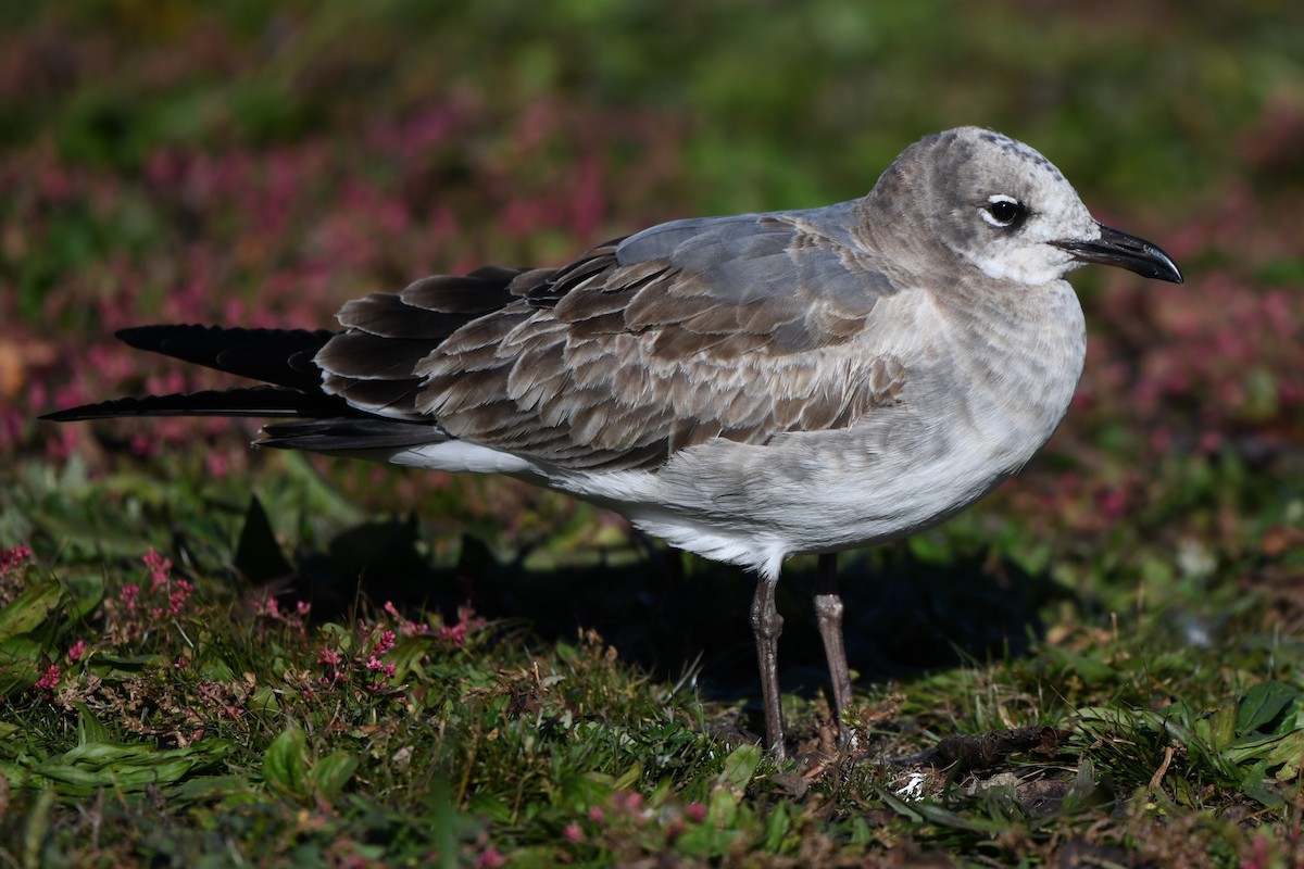 Gabbiano sghignazzante - ML644700333