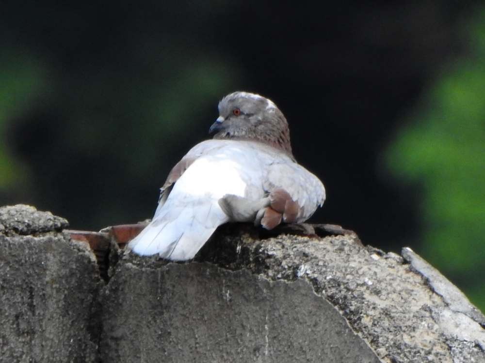 Felsentaube (Straßentaube) - ML644700334