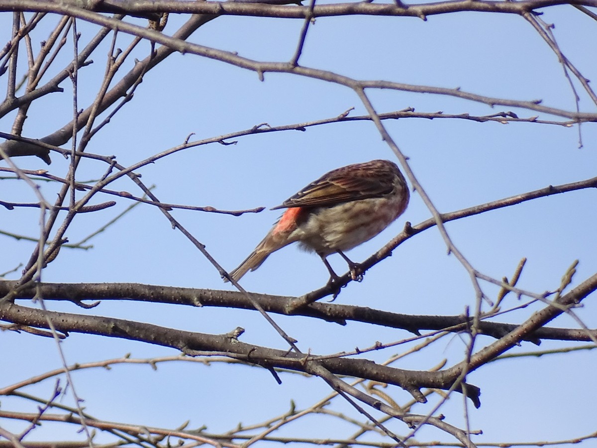 Purple Finch - ML644700337