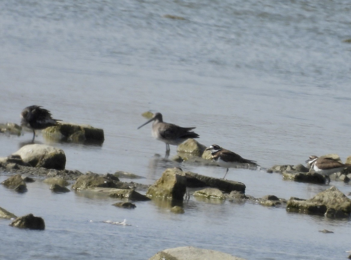 slukovec dlouhozobý - ML644700339