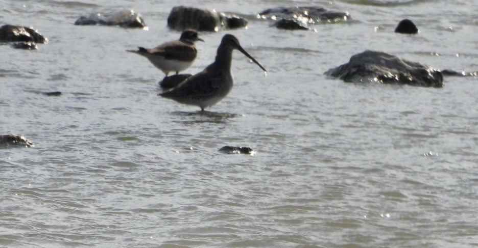 slukovec dlouhozobý - ML644700340