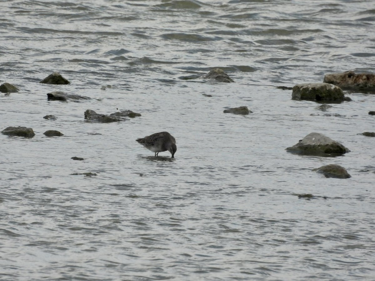 slukovec dlouhozobý - ML644700341