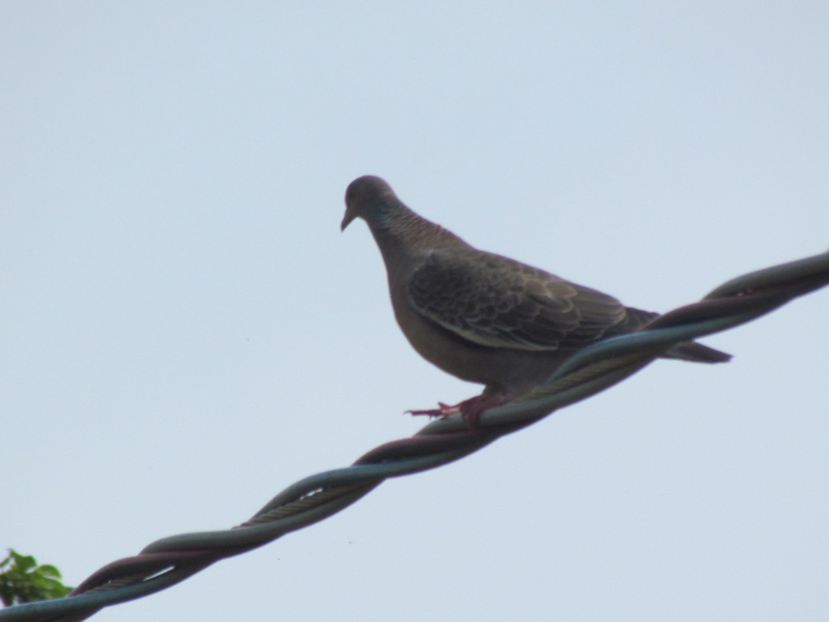 Темнохвостый голубь - ML644700342