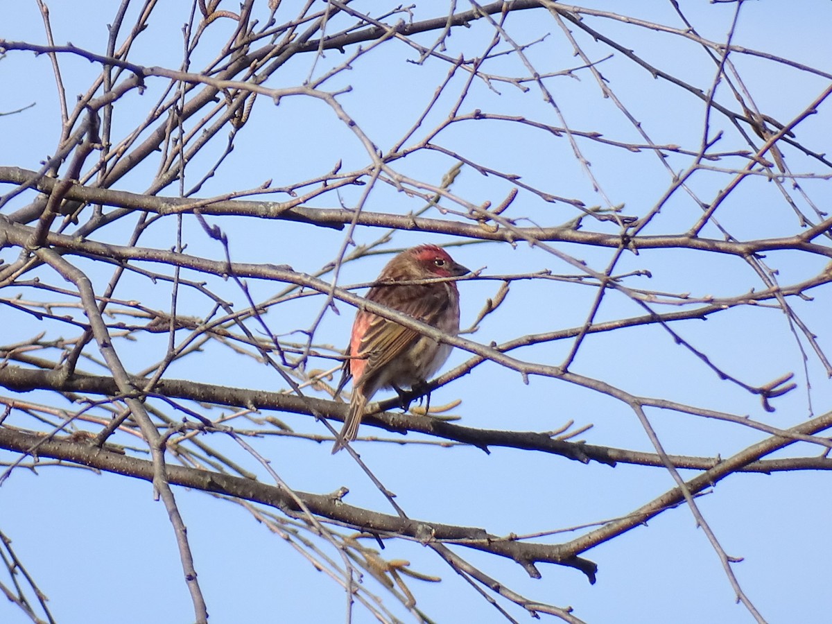 Purple Finch - ML644700343