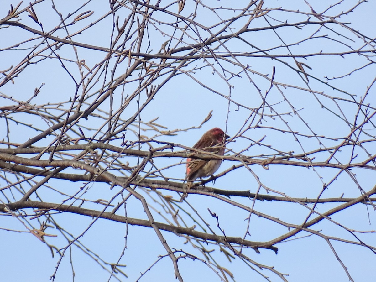 Purple Finch - ML644700349
