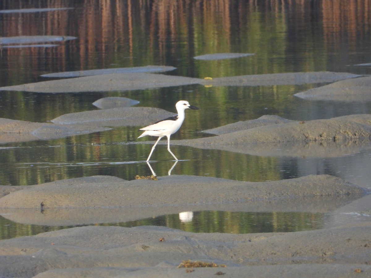 krabbeeter - ML644700350