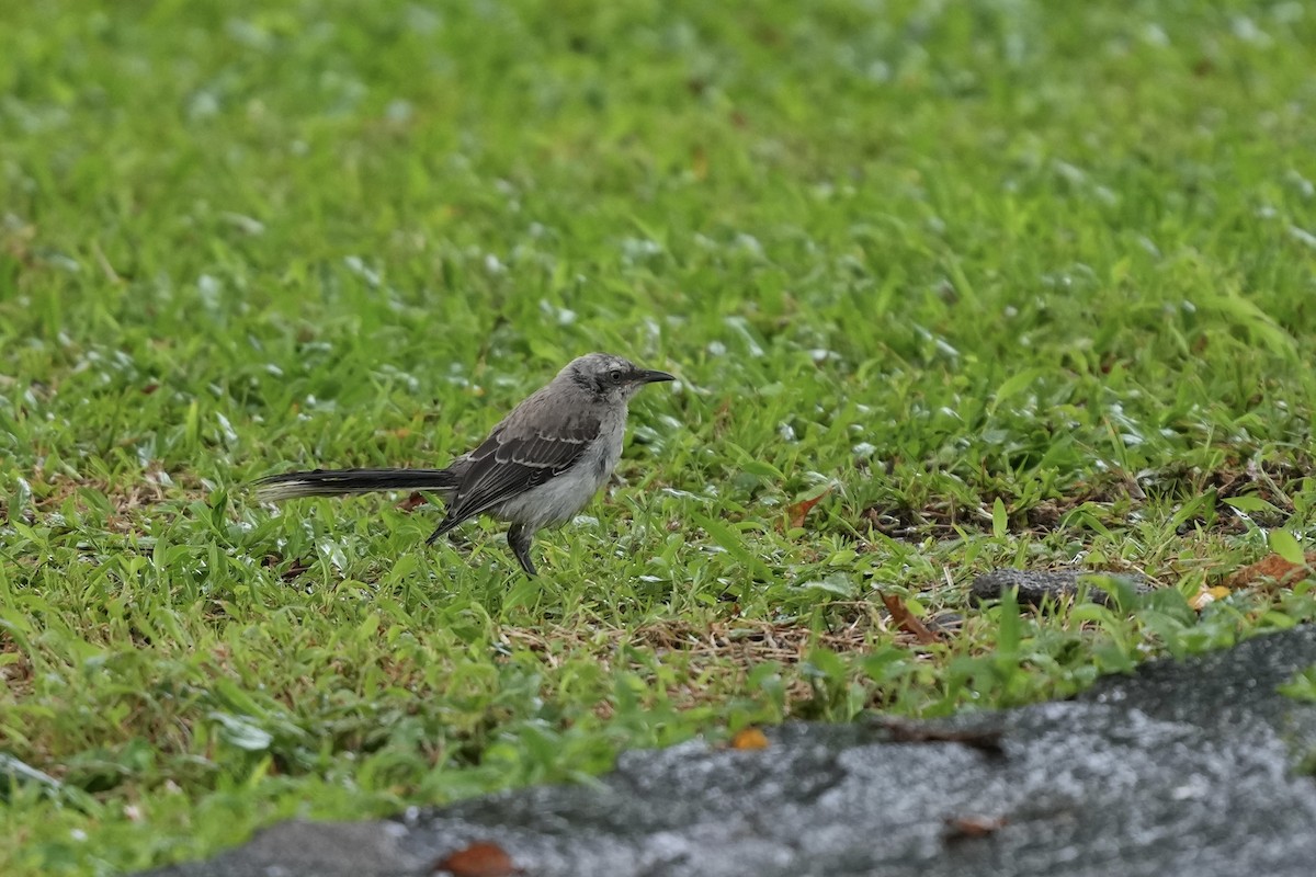 Tropikal Taklitçi - ML644700351