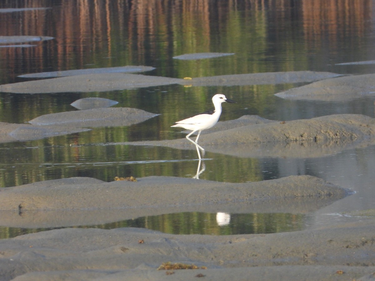 krabbeeter - ML644700354