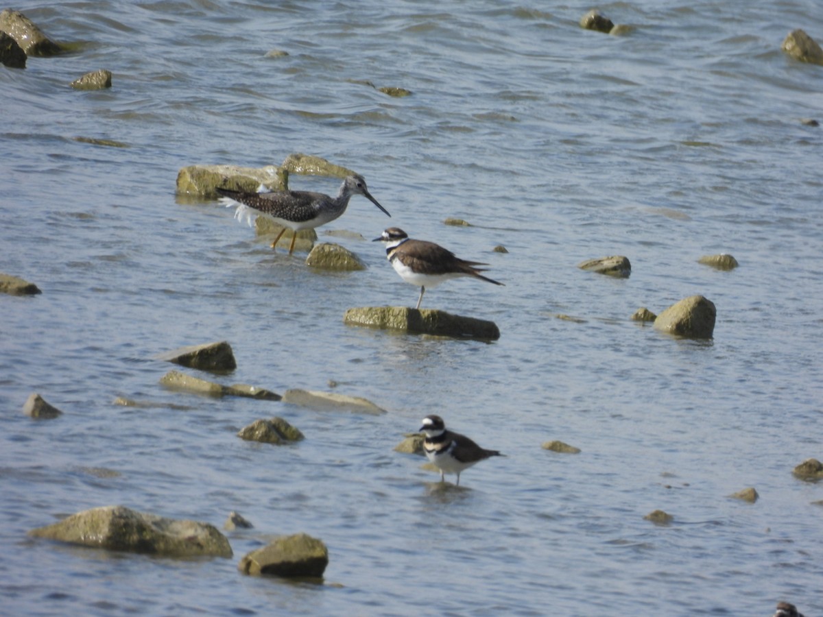 Greater Yellowlegs - ML644700356