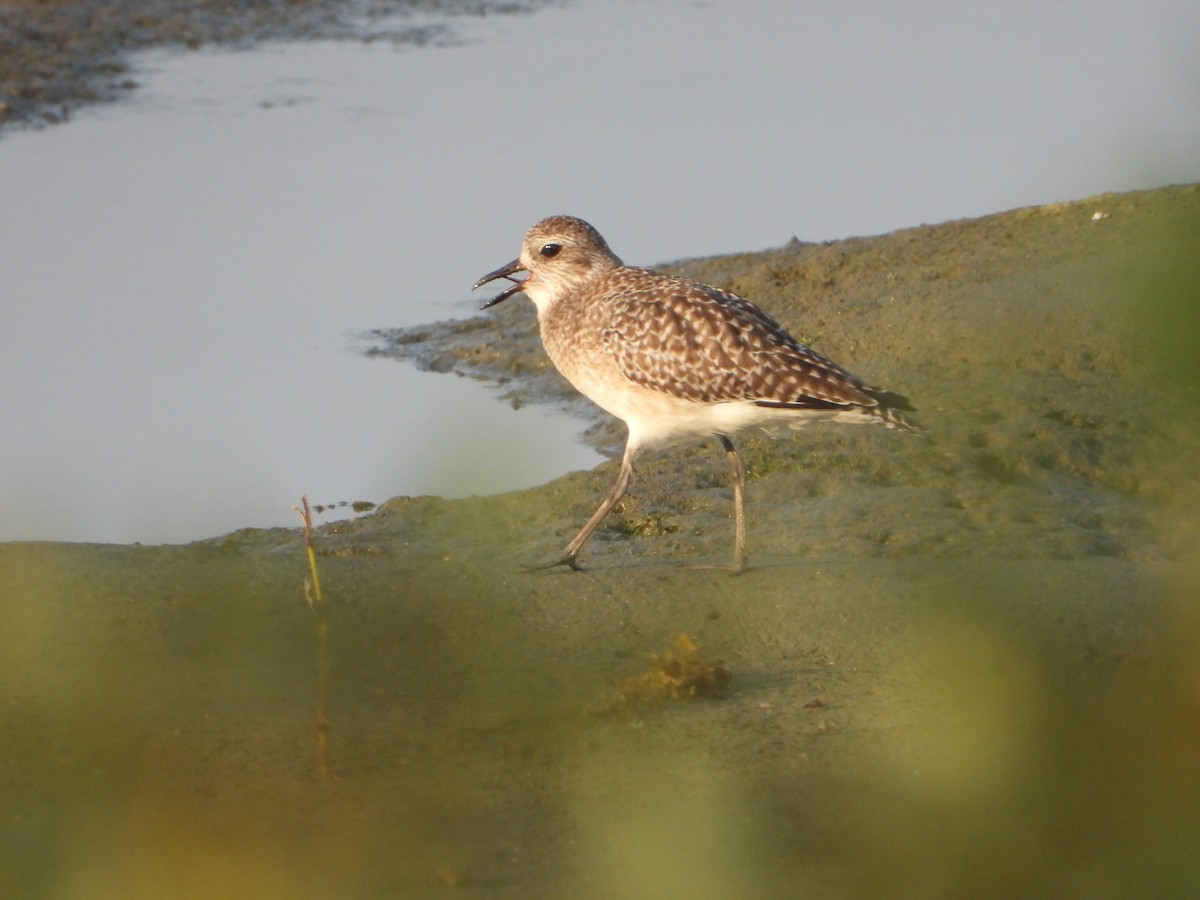 ダイゼン - ML644700364