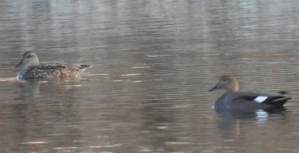 オカヨシガモ - ML644700366