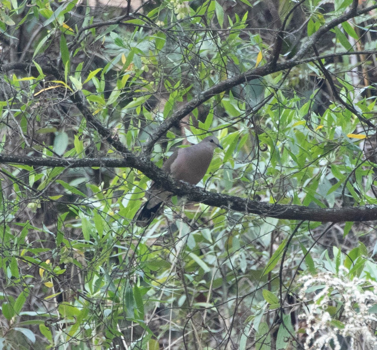 Colombe à face blanche - ML644700372