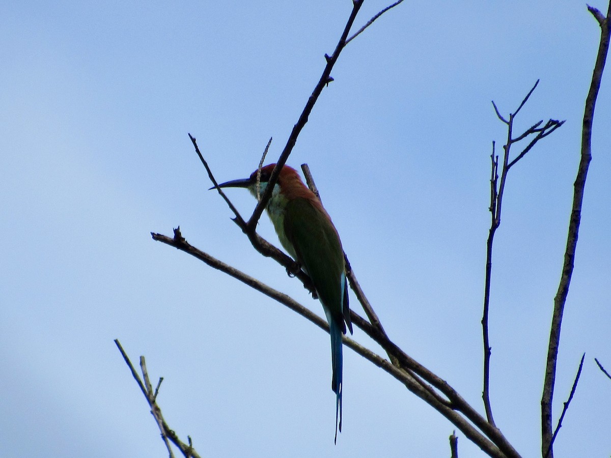 Rufous-crowned Bee-eater - ML644700374