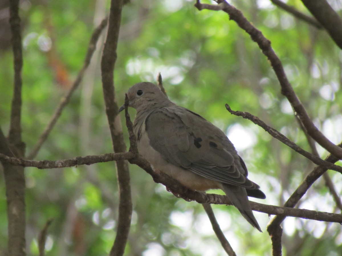 hrdlička černouchá - ML644700377