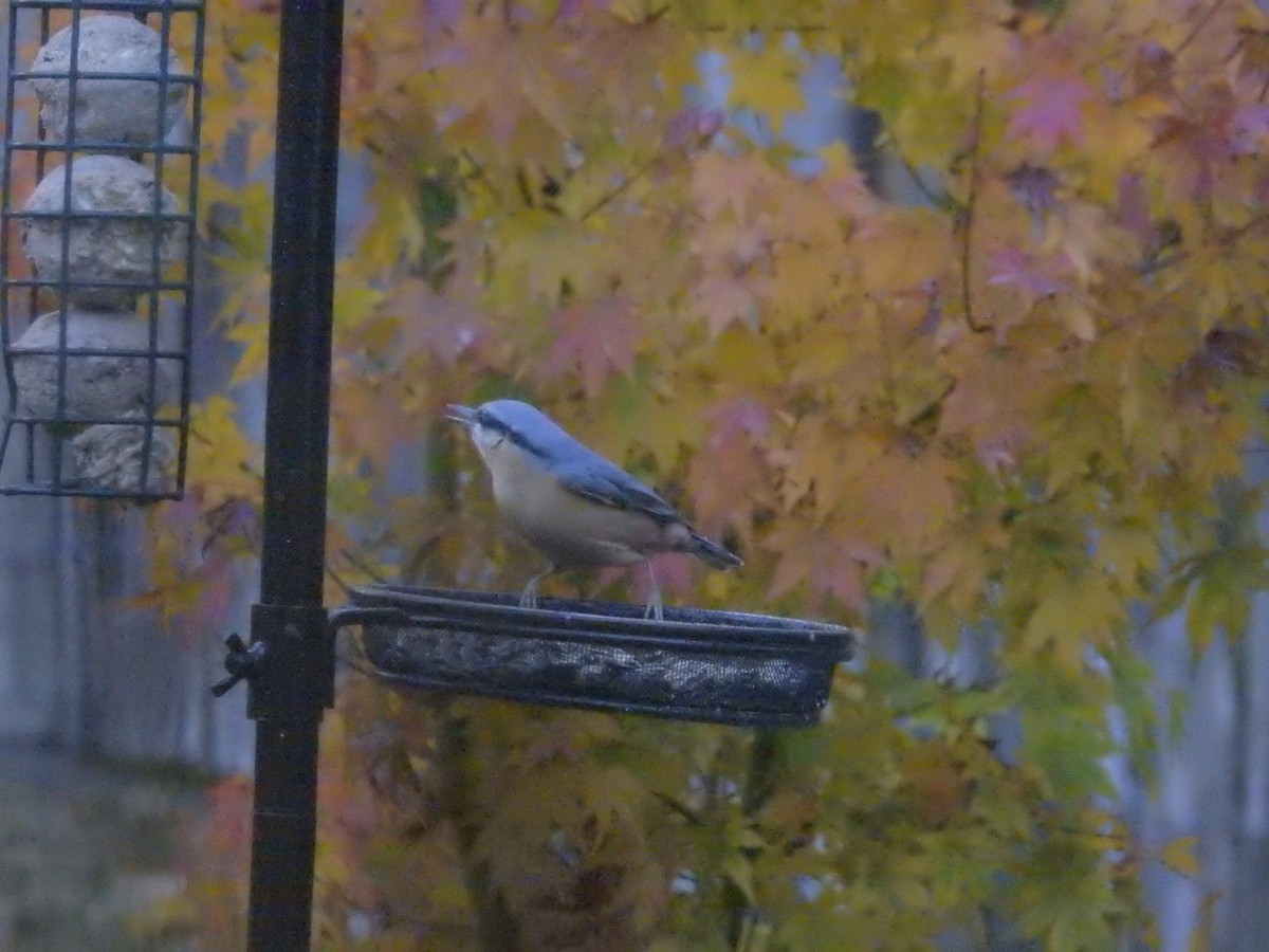 Eurasian Nuthatch (Western) - ML644700380