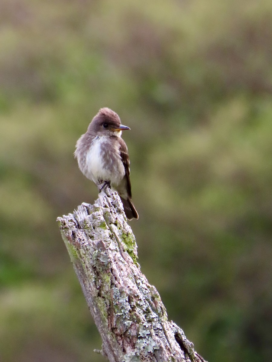 Olive-sided Flycatcher - ML644700381