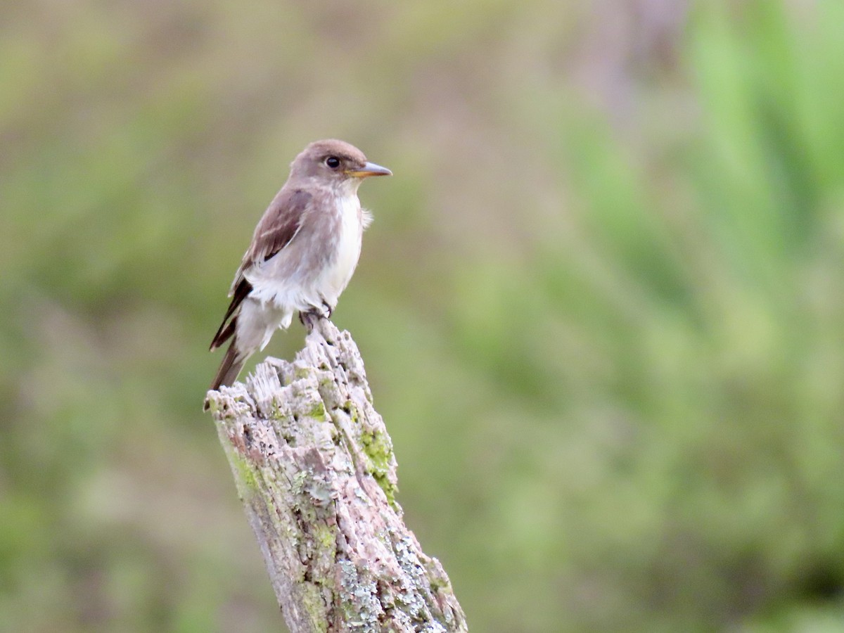 Olive-sided Flycatcher - ML644700382