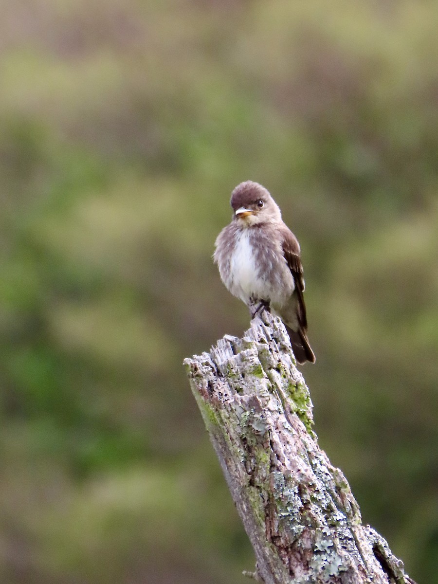 Olive-sided Flycatcher - ML644700383