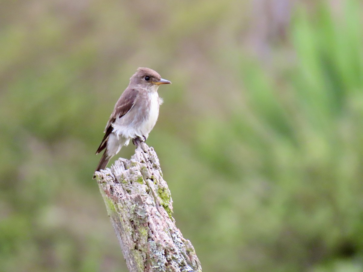 Olive-sided Flycatcher - ML644700384