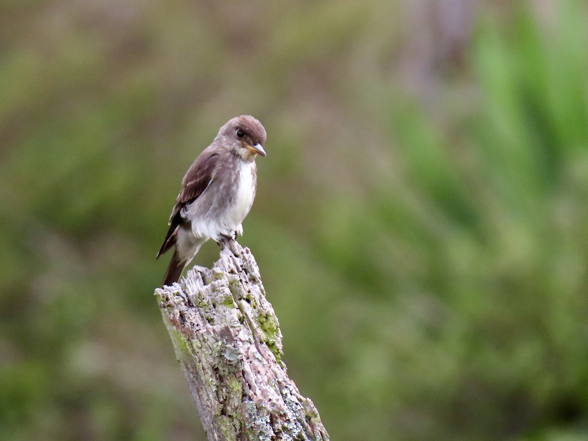 Olive-sided Flycatcher - ML644700385