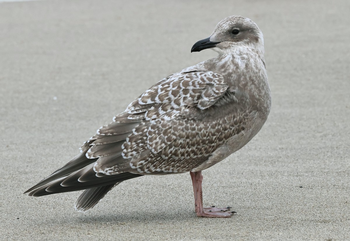 Iceland Gull (Thayer's) - ML644700386