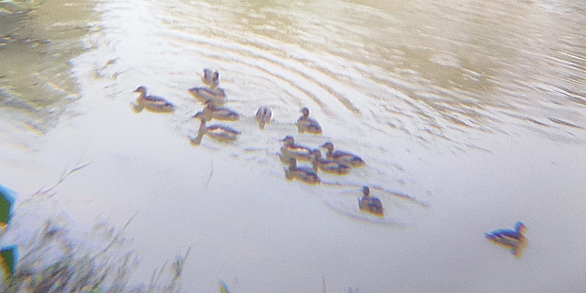 Lesser Whistling-Duck - ML644700395