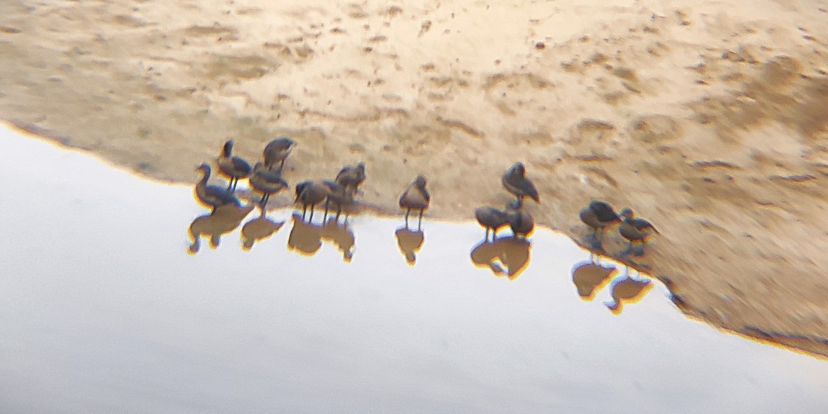 Lesser Whistling-Duck - ML644700396