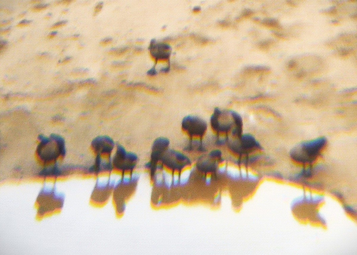 Lesser Whistling-Duck - ML644700397