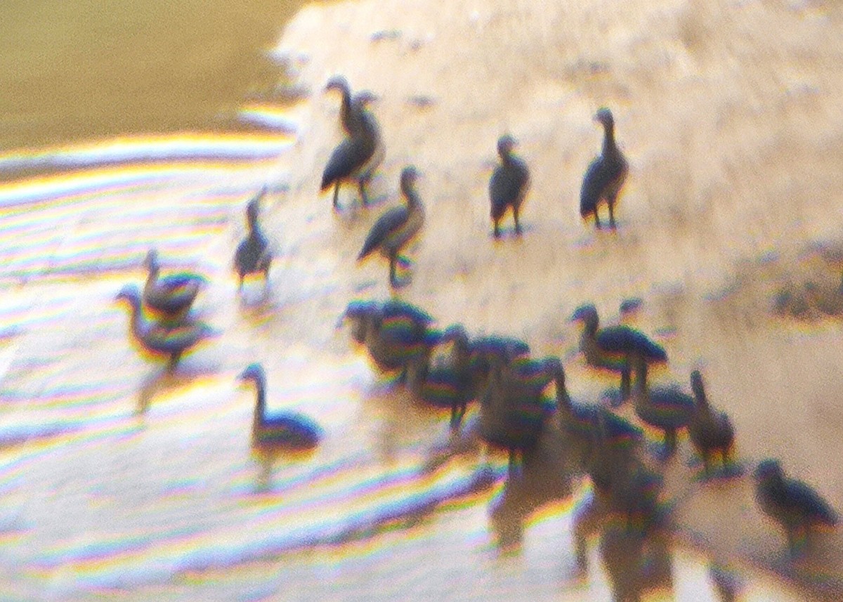 Lesser Whistling-Duck - ML644700398