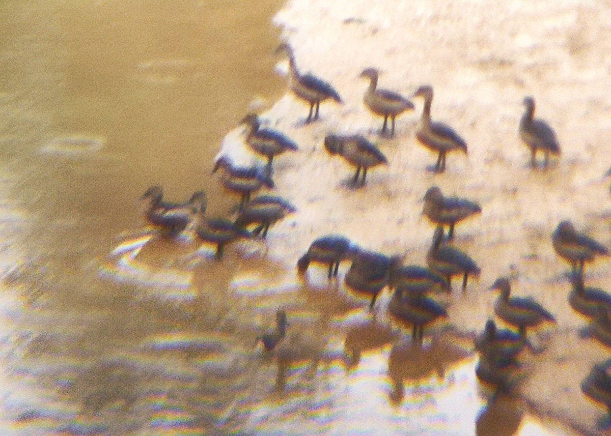 Lesser Whistling-Duck - ML644700399