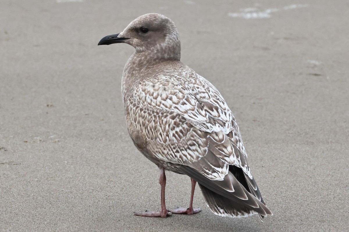 Iceland Gull (Thayer's) - ML644700400