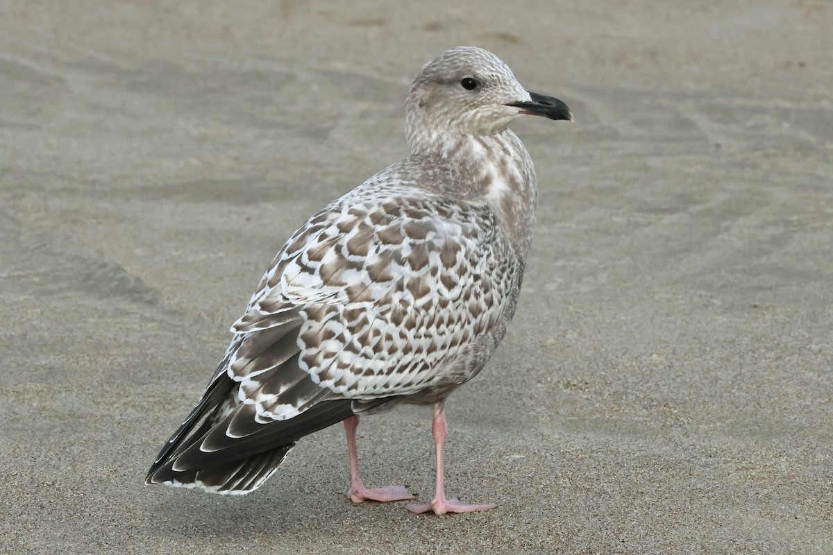 Iceland Gull (Thayer's) - ML644700406