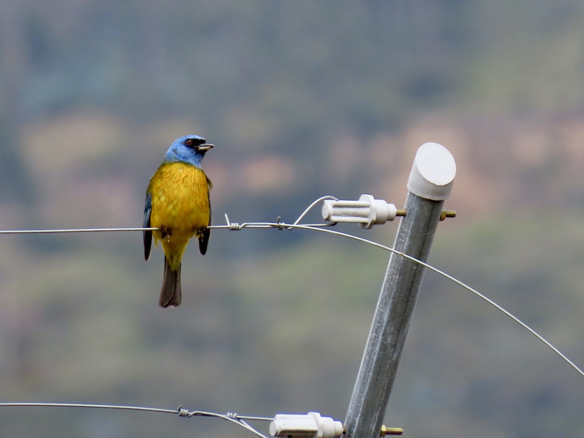 Blue-and-yellow Tanager (Green-mantled) - ML644700411
