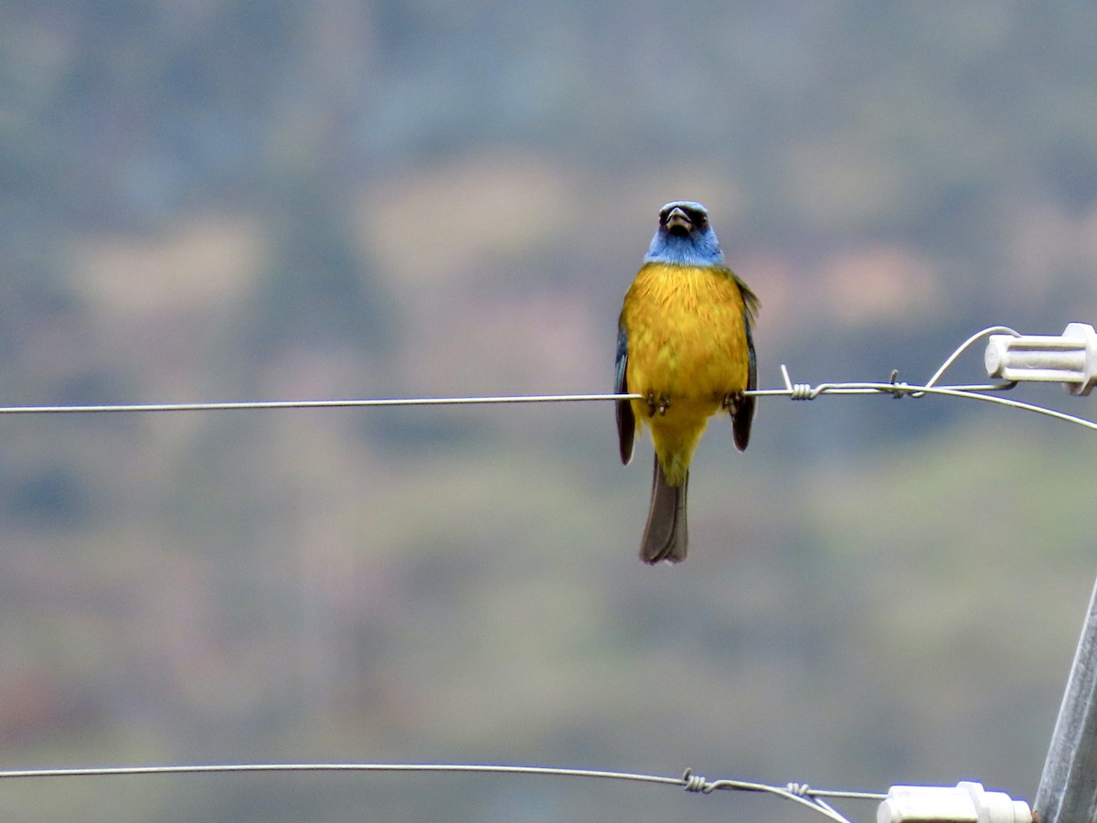 Blue-and-yellow Tanager (Green-mantled) - ML644700412