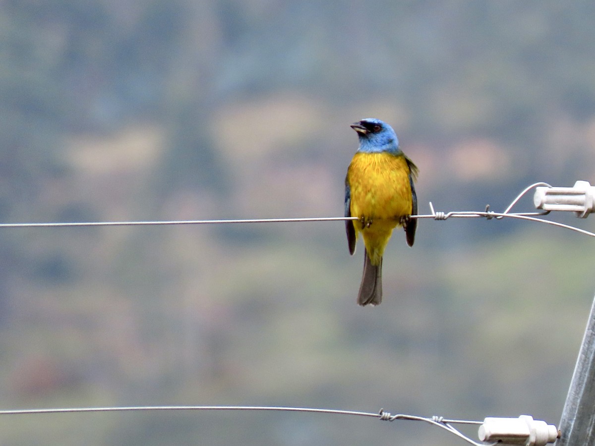 Blue-and-yellow Tanager (Green-mantled) - ML644700413
