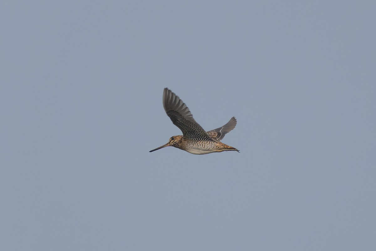 ハリオシギ - ML644700415